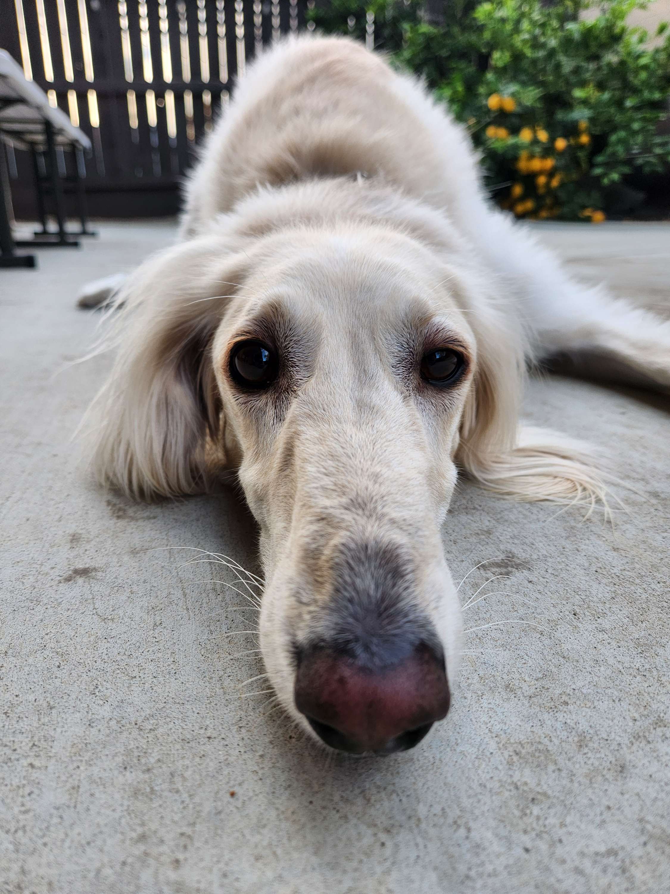 A pet client